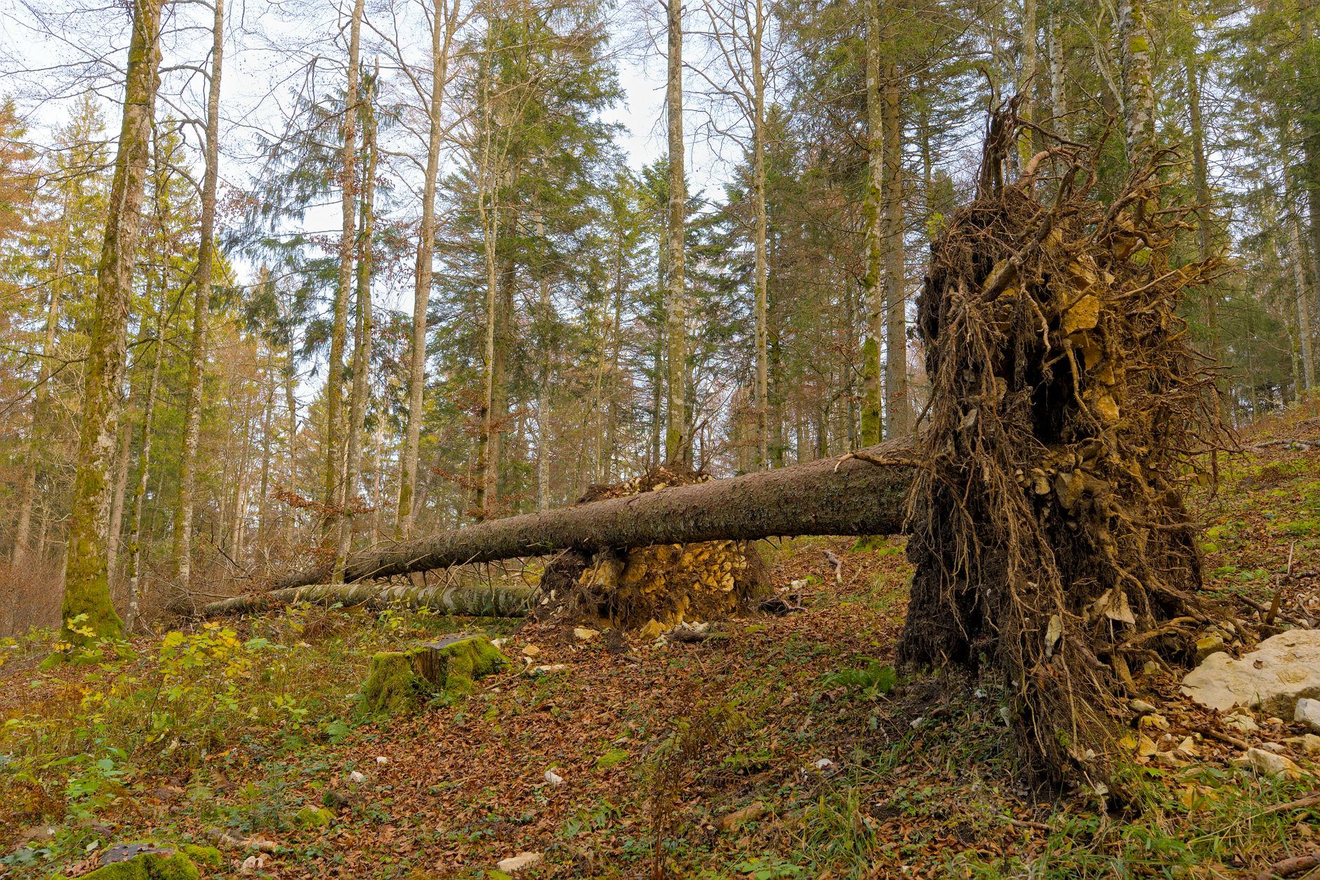 Enlèvement arbre urgence à Vallauris